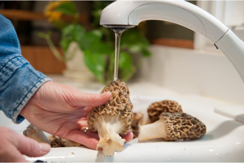 Rinsing morel mushrooms under a running faucet to remove dirt.