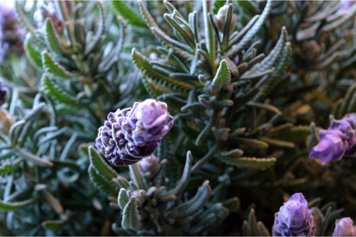 When To Harvest Lavender And How To Prune And Dry It