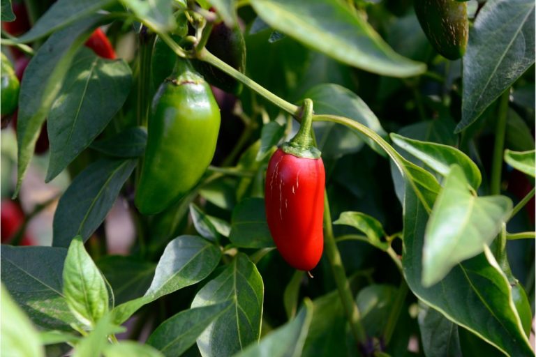 How To Dry Jalapenos And Make Spicy Jalapeno Powder