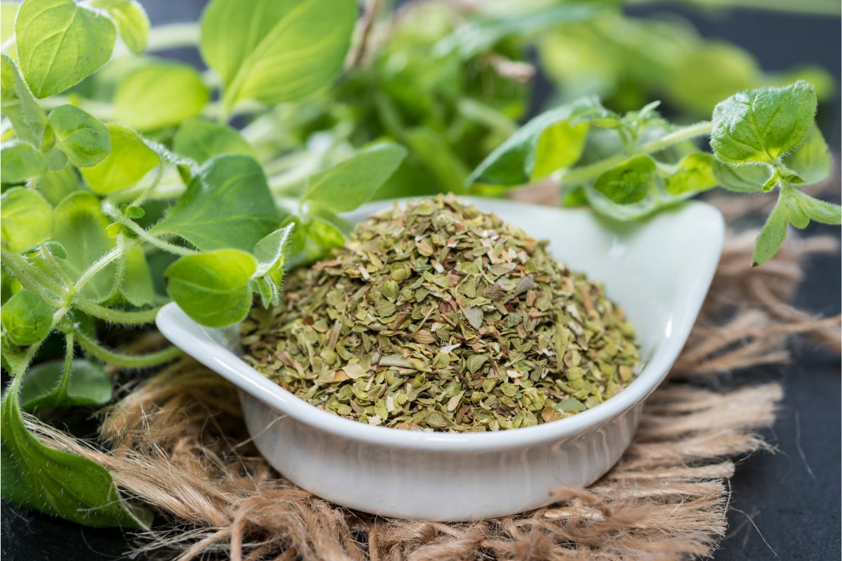 fresh and dried oregano on table