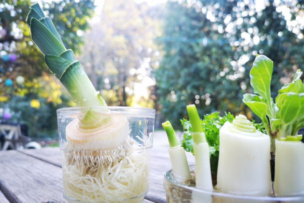 Clear glass jars on table with the root ends of scallions and leeks regrowing.