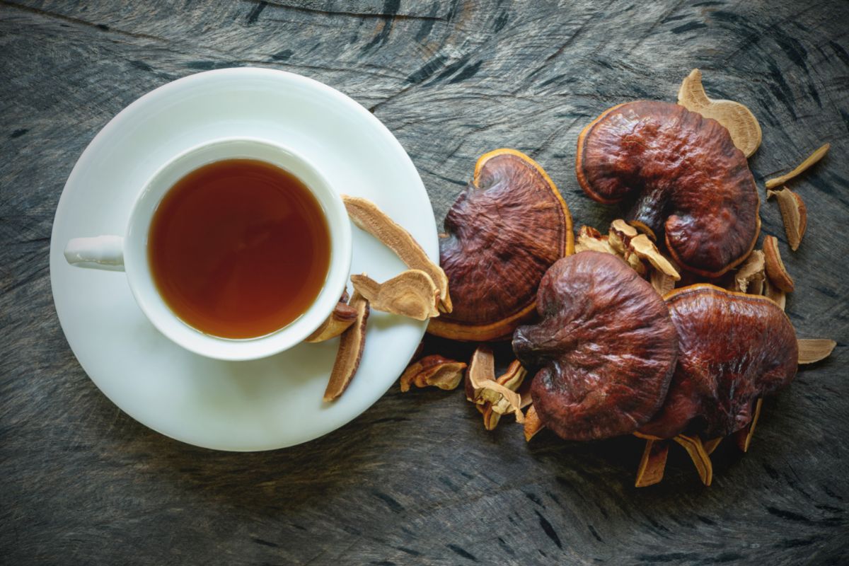 How To Dry Reishi Mushrooms Guide And Benefits