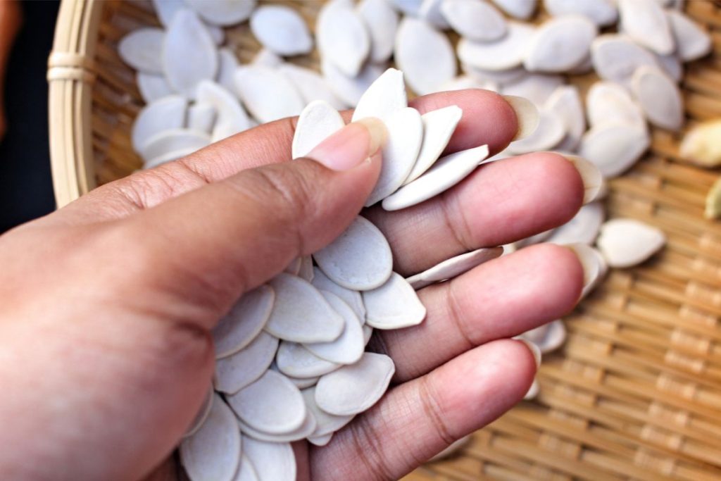 Woman holding air dried pumpkin seeds