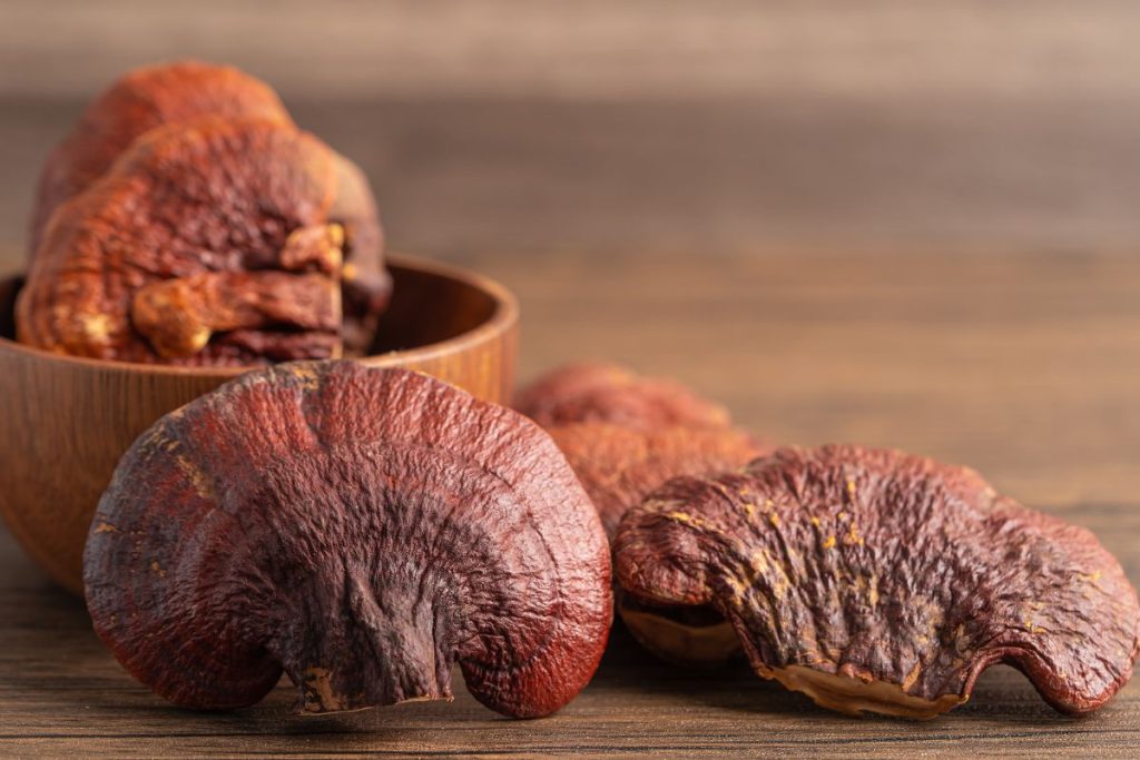 How To Dry Reishi Mushrooms Guide And Benefits