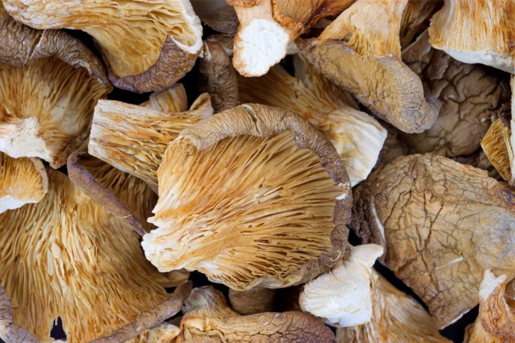 How To Dry Oyster Mushrooms And Cook Them