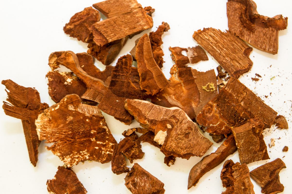 How To Dry Reishi Mushrooms Guide And Benefits