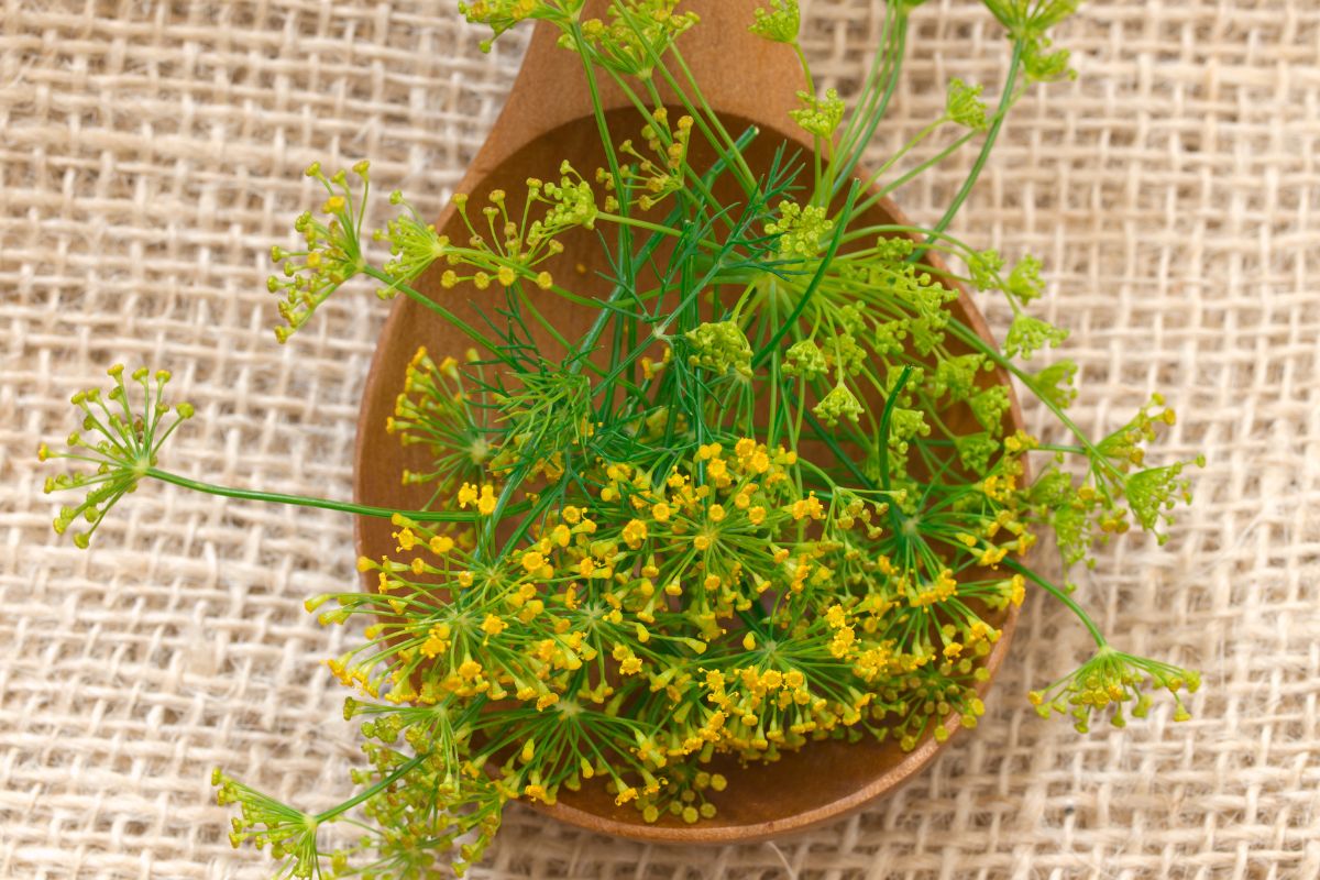 How To Dehydrate Fennel And Fennel Seeds