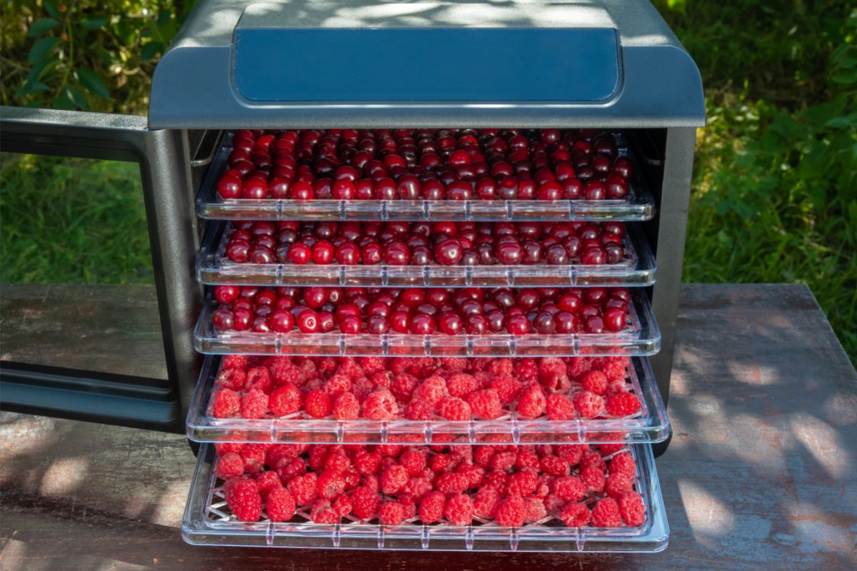 How To Use A Food Dehydrator And Pick One To Purchase