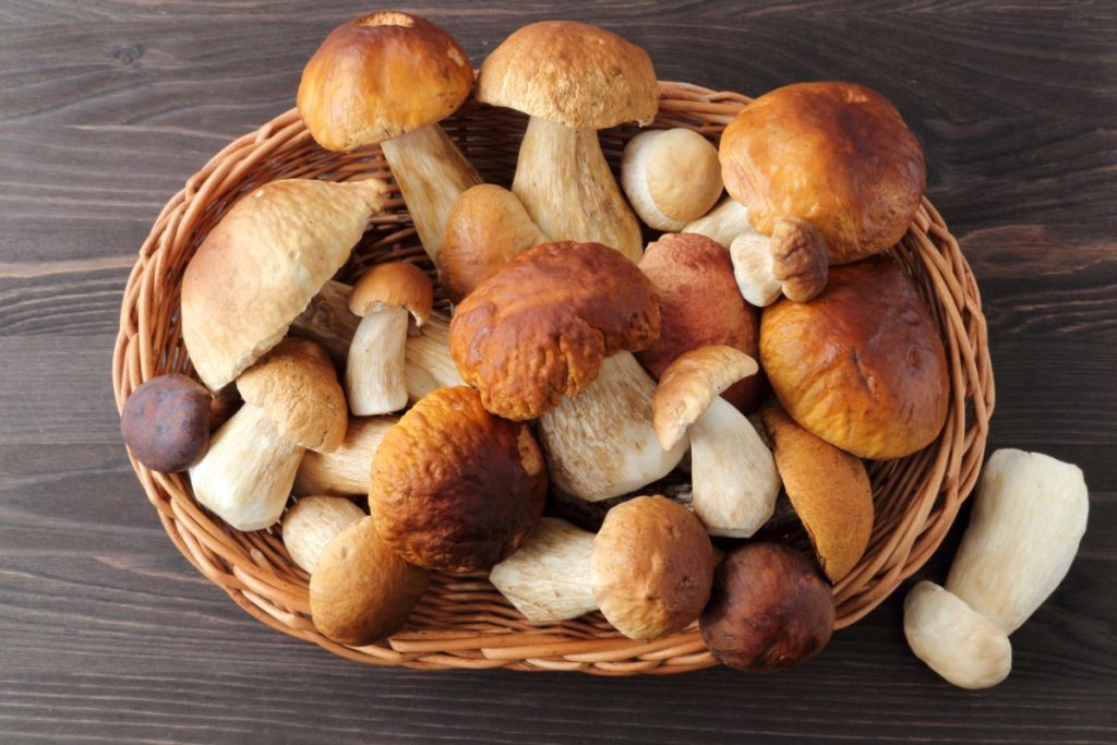 Basket of fresh whole porcini mushrooms