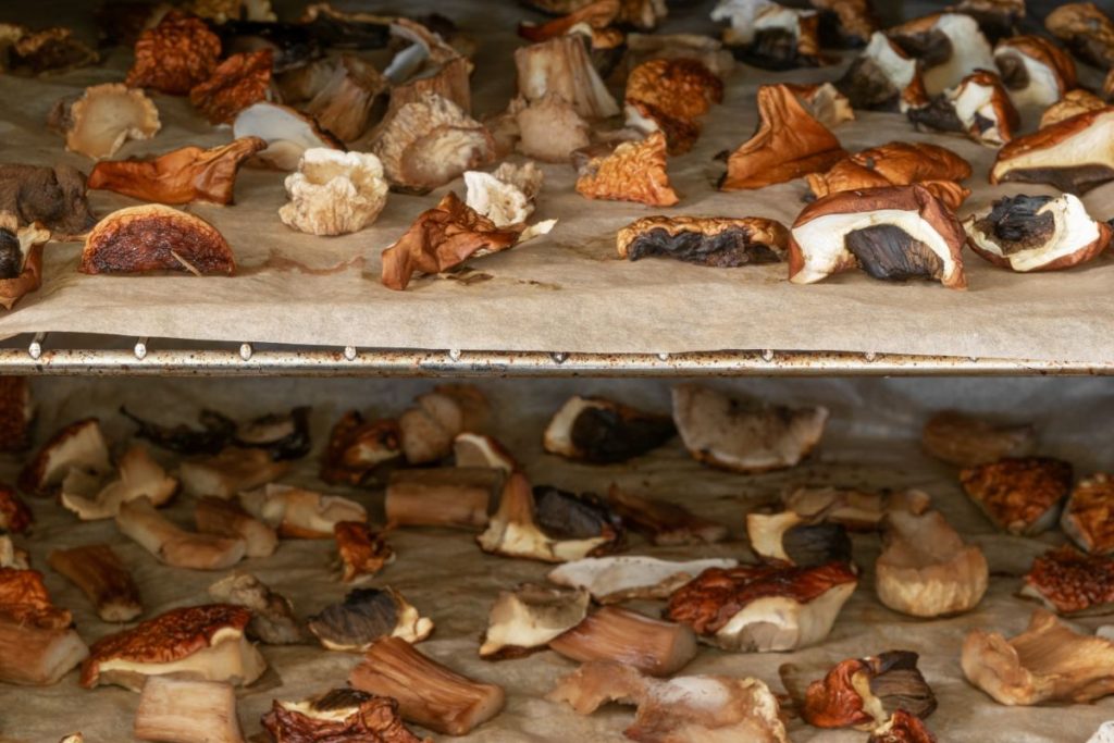 Dehydrating mushroom slices on parchment paper in an oven