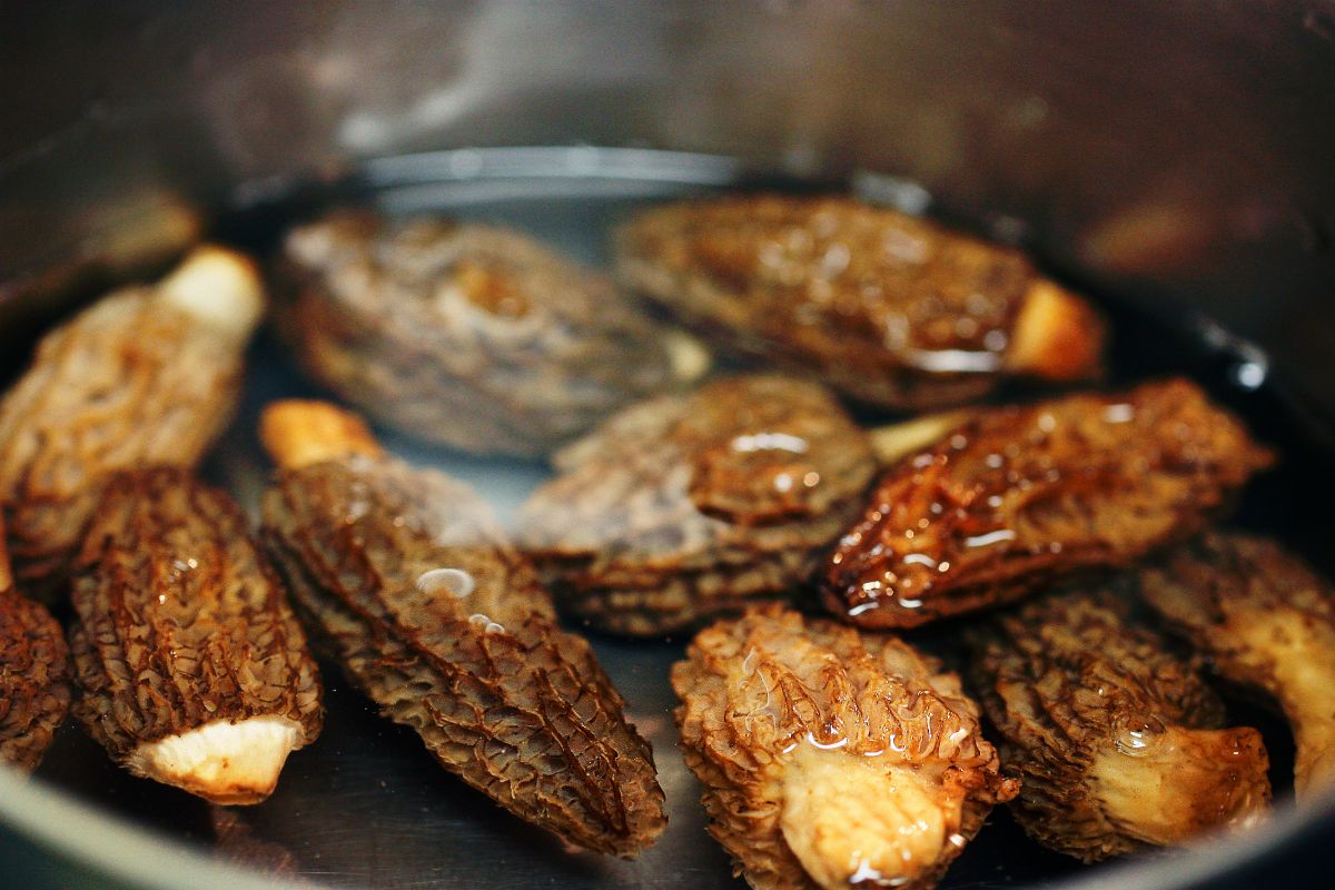The Benefits Of Dried Morel Mushrooms And How To Dry Them