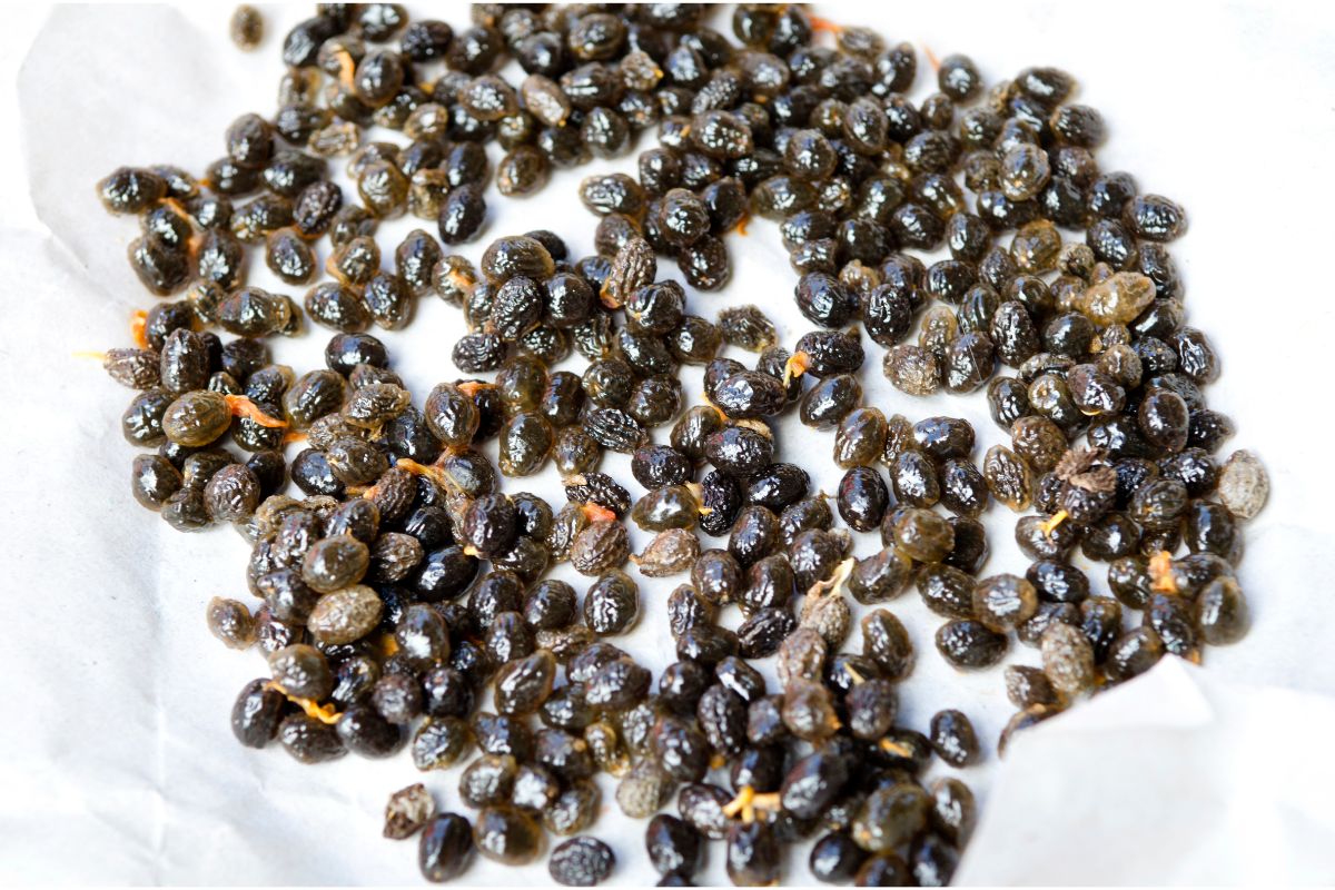 How To Make And Use Dried Papaya Seeds