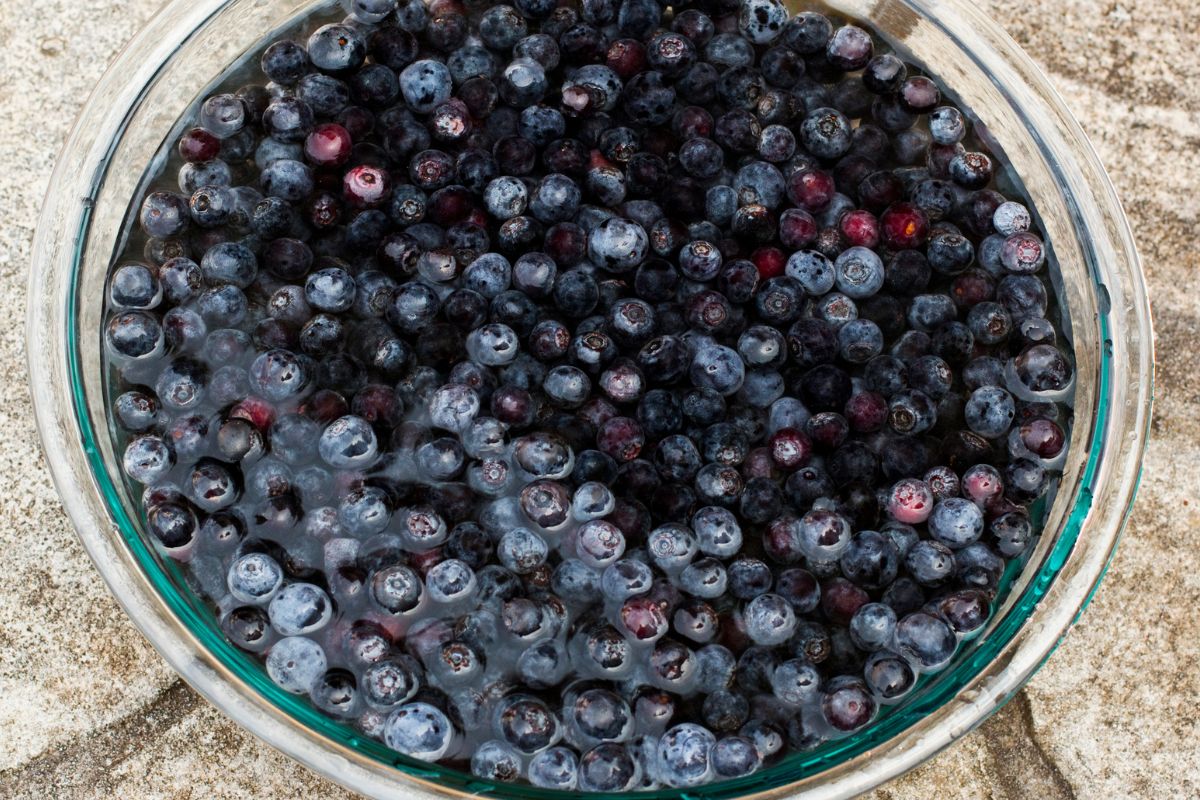 Guide For Blanching And Dehydrating Blueberries