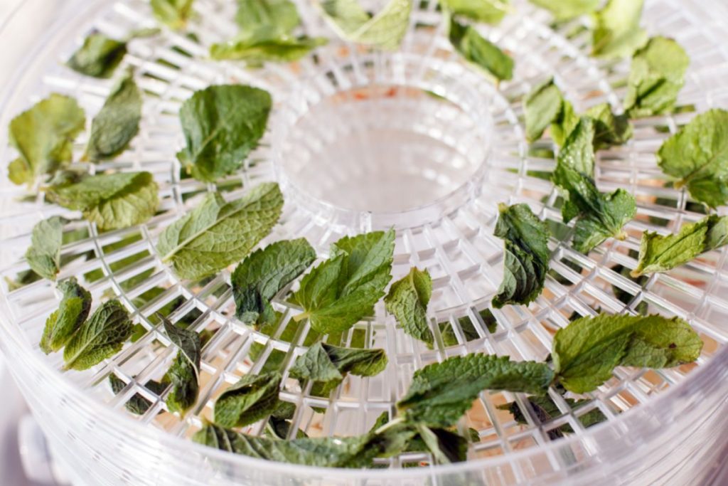 Mint leaves on food dehydrator trays