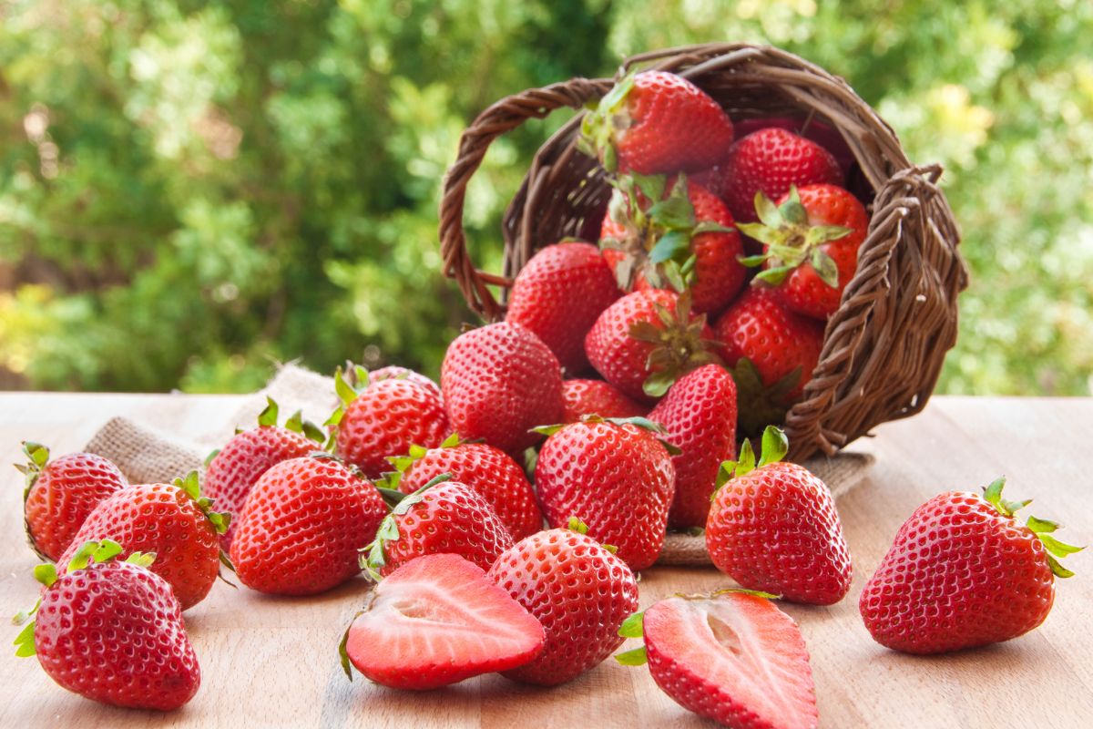 basket of fresh strawberries in the sun