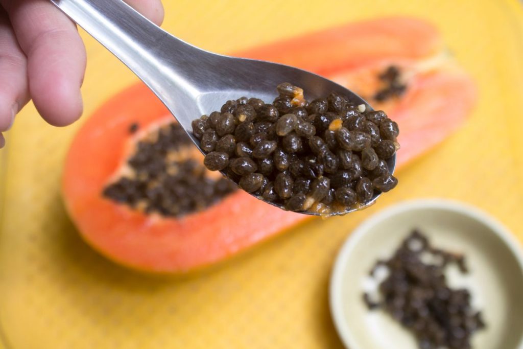 Spoon of fresh papaya seeds