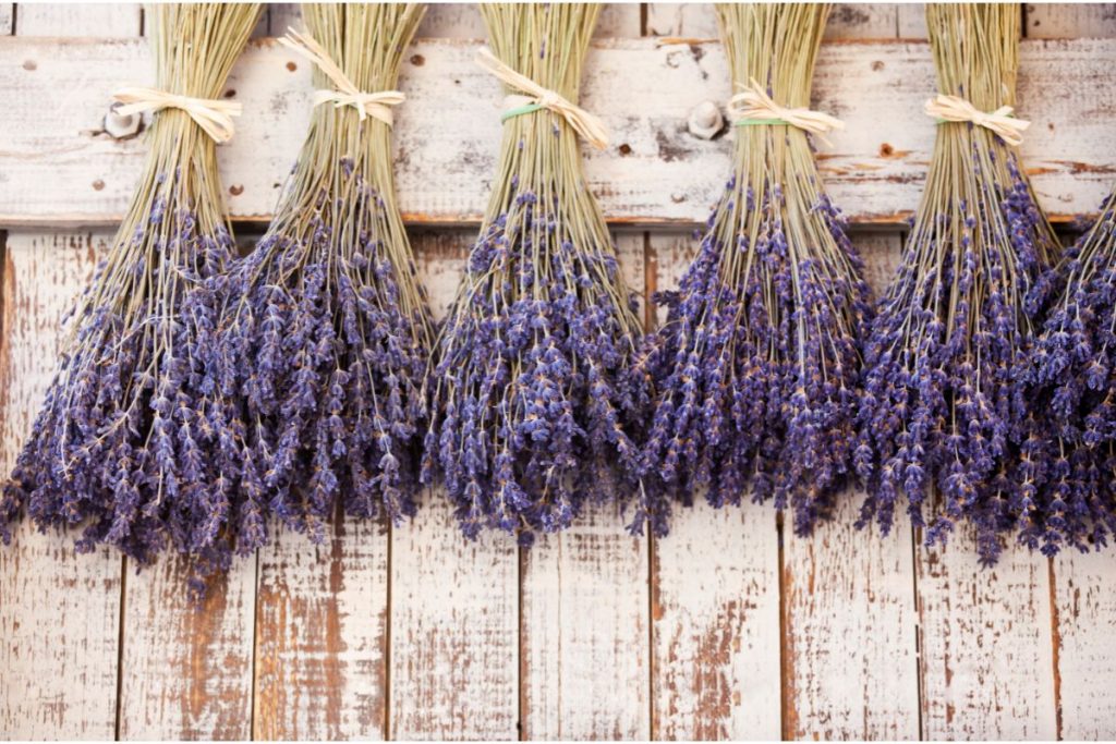 Air-drying lavender bunches hung upside down on a fence