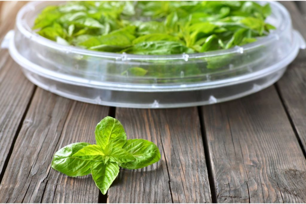 3 Simple Methods How To Dry Fresh Basil Leaves