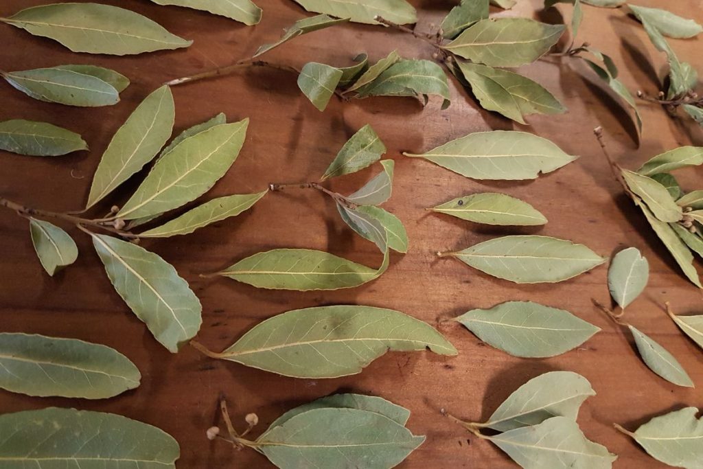 Fresh bay leaves spread across a table in a single layer during the air drying process