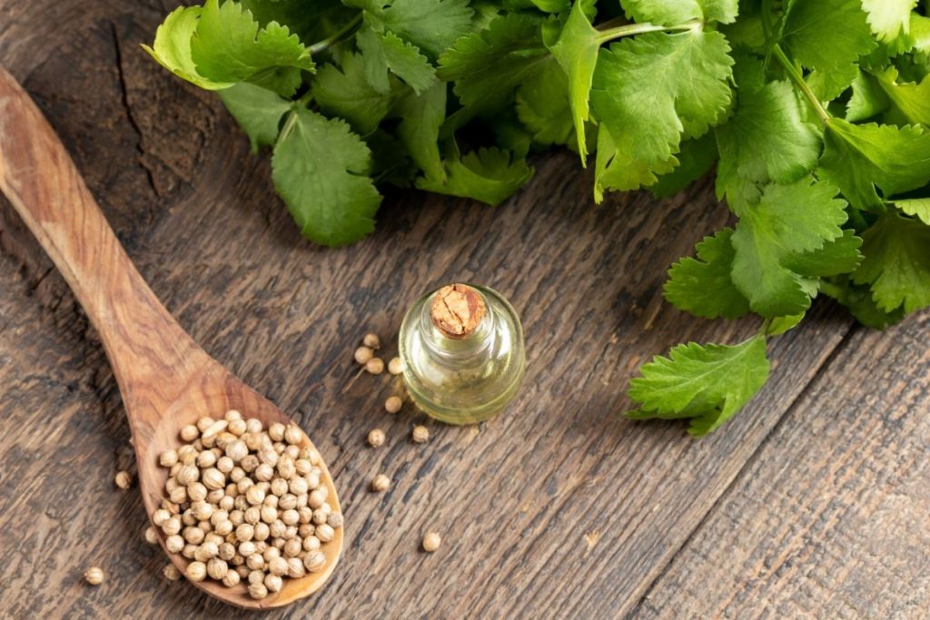 Cilantro oil bottle between fresh cilantro leaves and dried coriander seeds