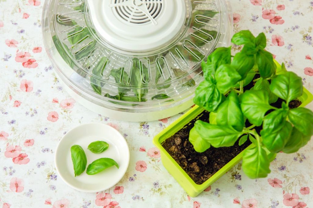 Basil plant with leaves placed next to a food dehydrator filled with basil leaves