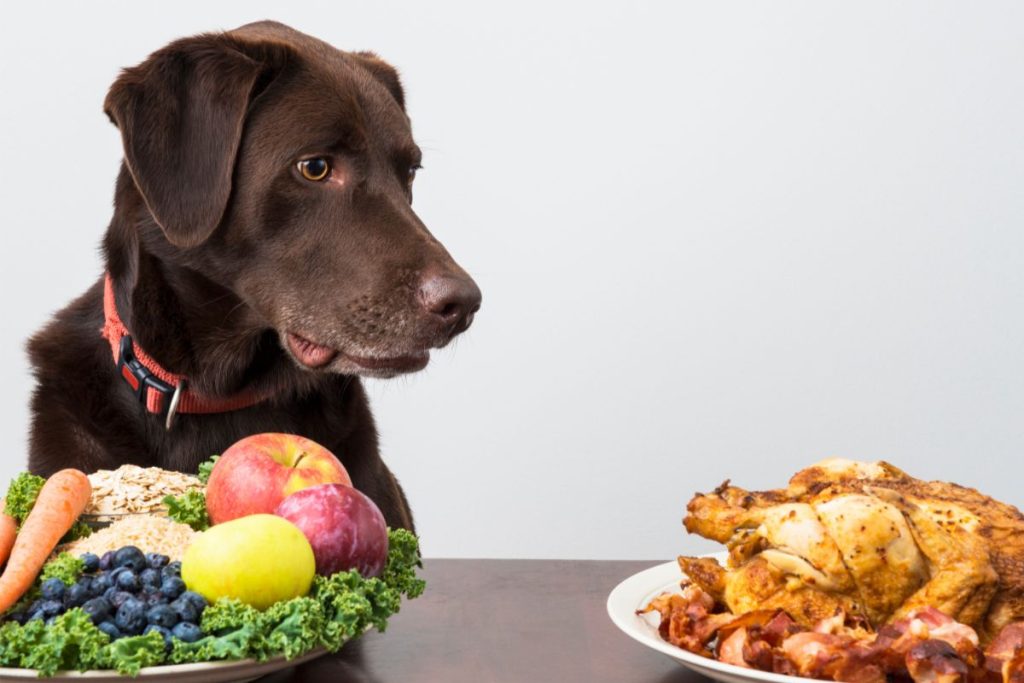 Dog sitting in front of table with two plates one of which is full of fruits and veggies and the other is full of meat