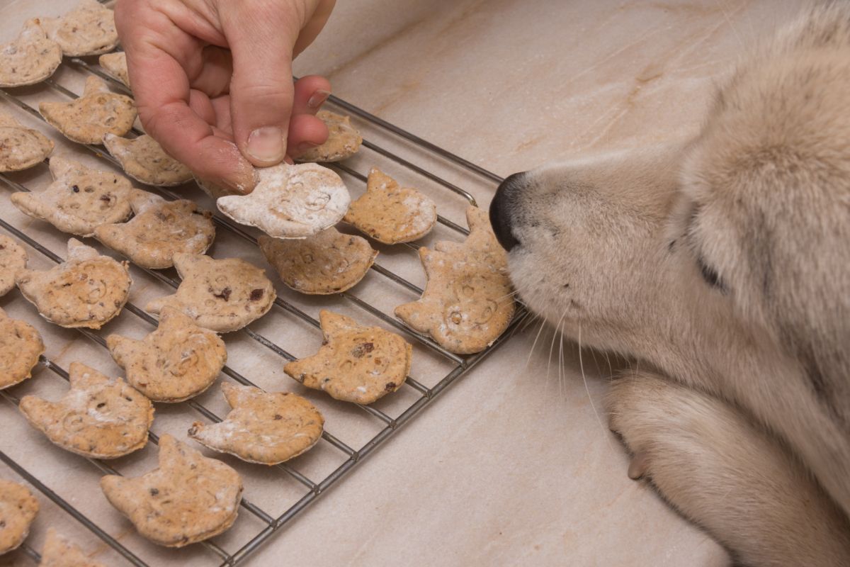 puppy trying to eat homemade dog biscuits