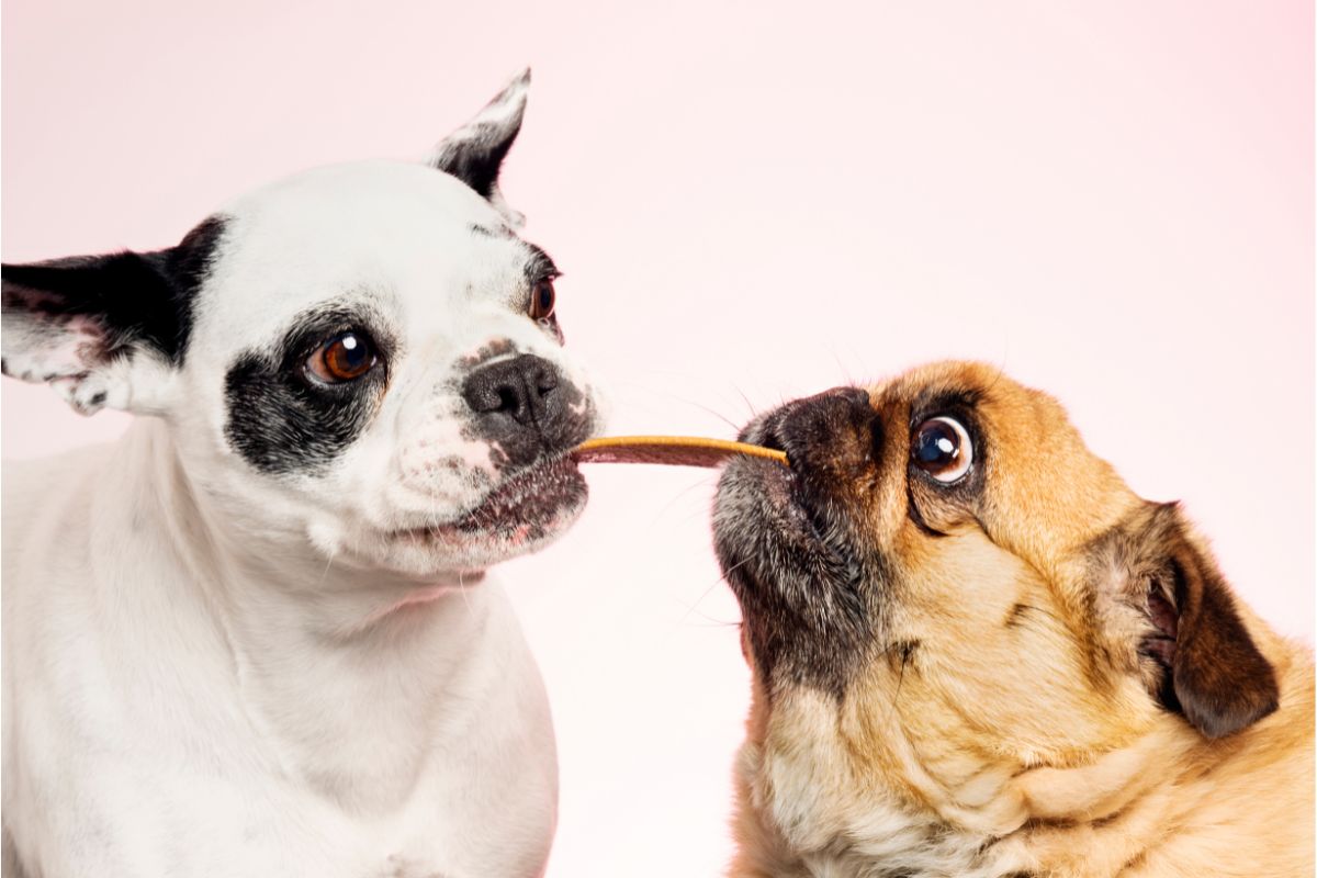 Homemade Pet Food How To Make Dehydrated Dog Treats