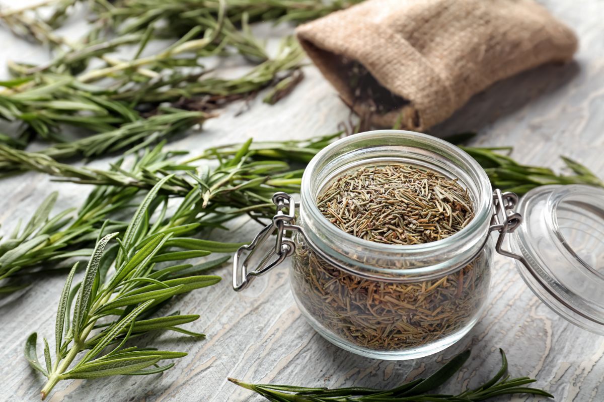 fresh and dried rosemary