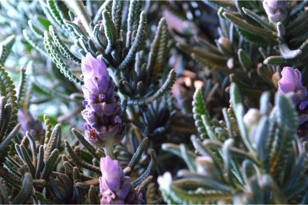Fresh lavender blooms early in the morning