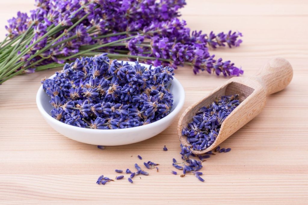 Dried lavender buds in a wooden spoon with fresh lavender in the background