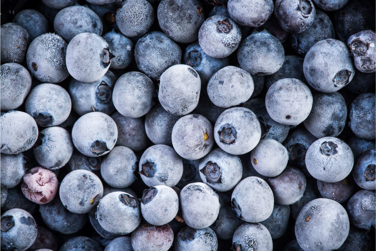 Dehydrating Frozen Blueberries And Making Blueberry Powder