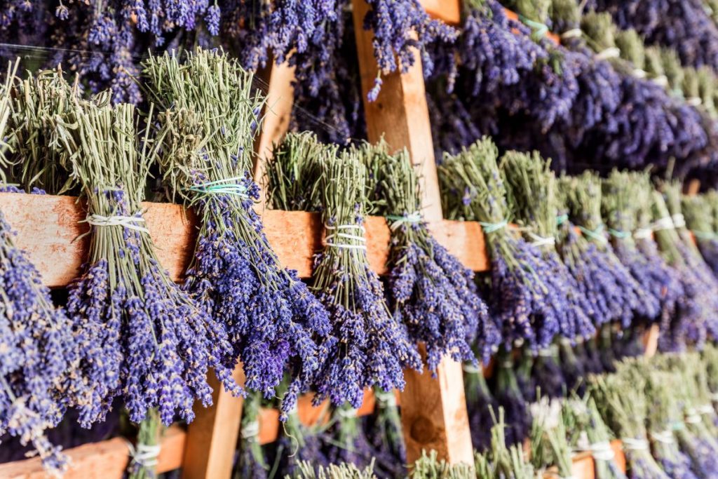Air-drying lavender bunches upside down