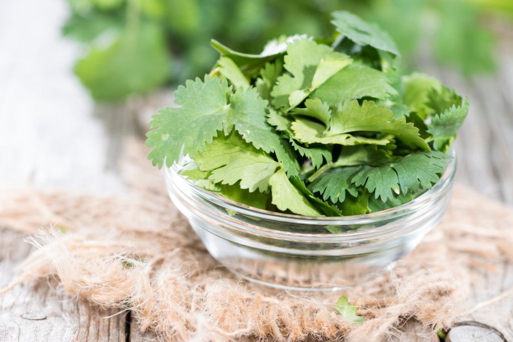 Bowl of cilantro leaves without stems