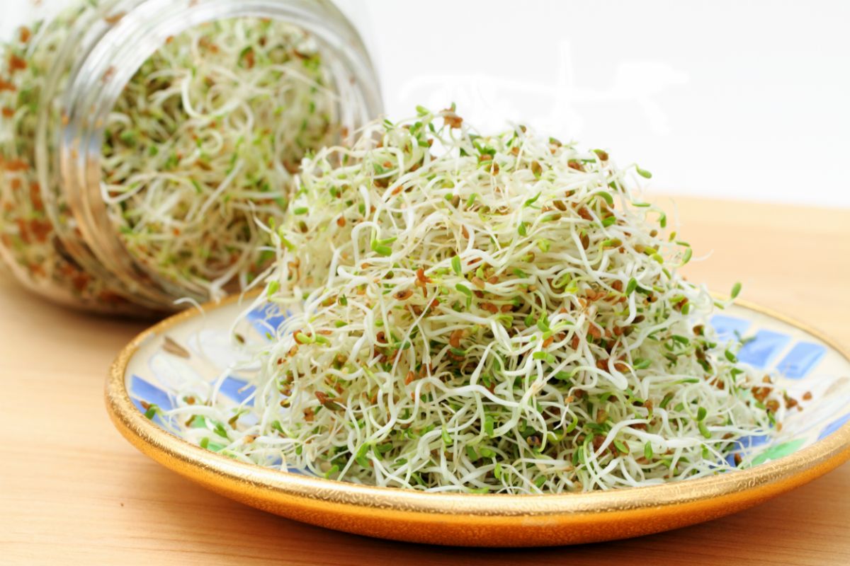 Plate of alfalfa sprouts