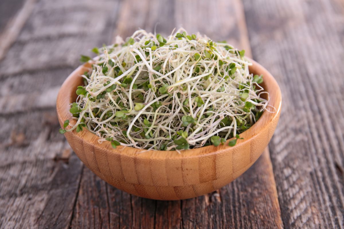 dehydrating-sprouts-in-a-food-dehydrator-and-sprout-powder