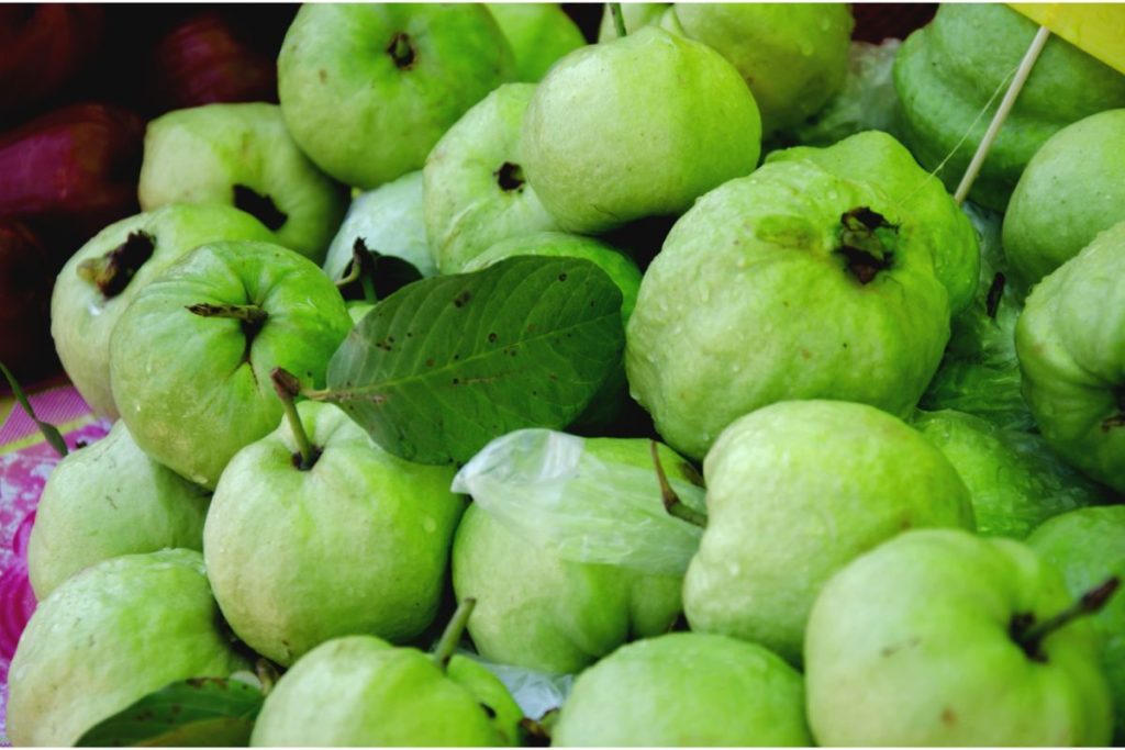 Fresh green guava fruits