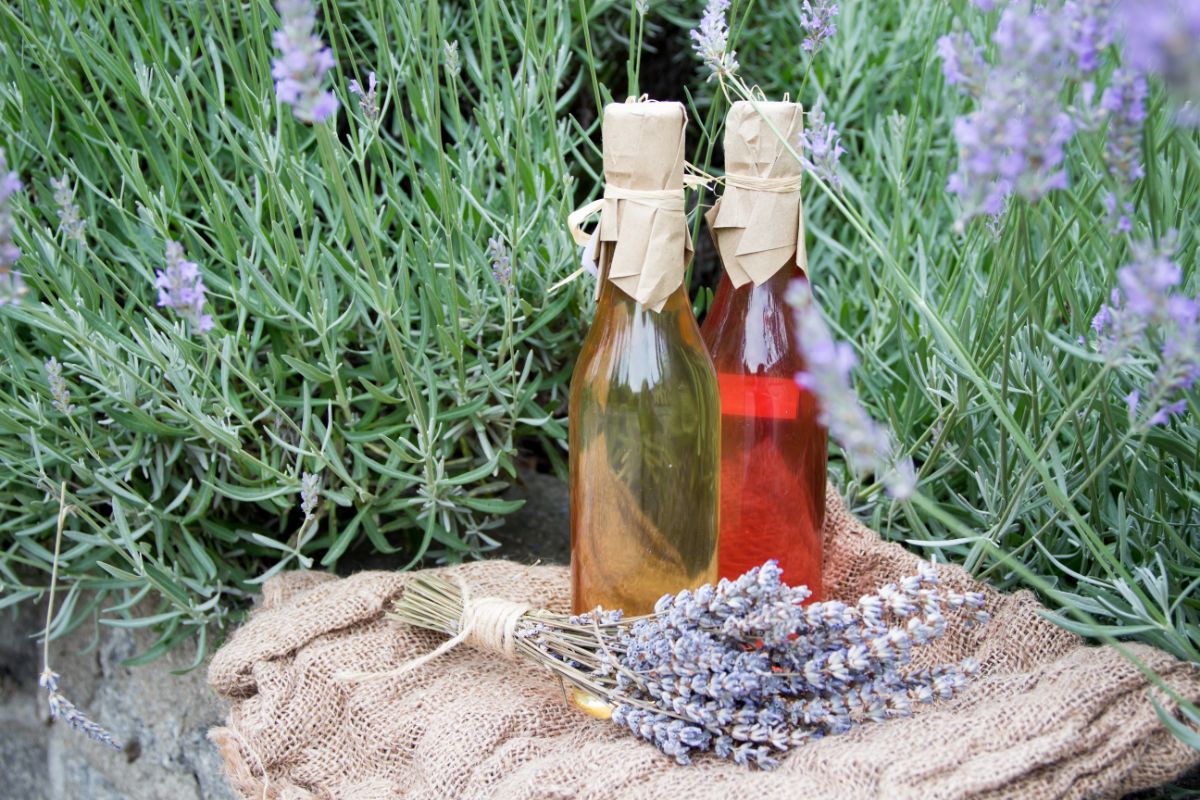 Lavender oils in lavender field