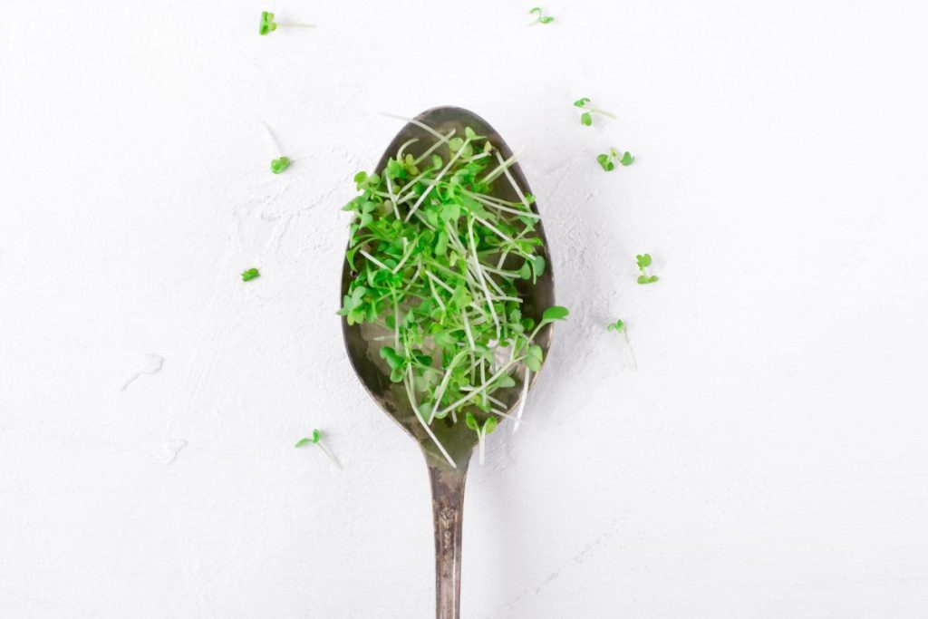 Spoon of mustard sprouts