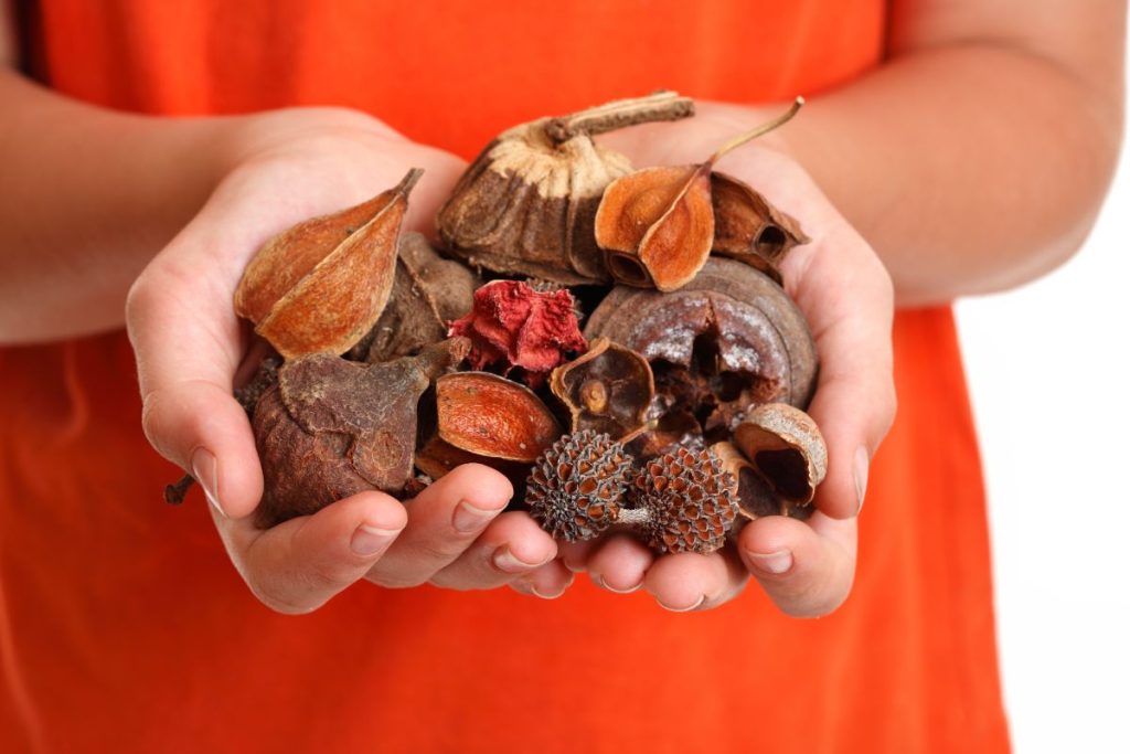 Woman holding a large amount of dried, natural flowers and nuts for a potpourri mix